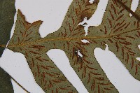 假腸蕨藏品圖，第8張