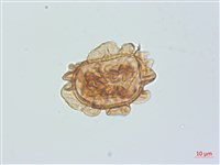 假腸蕨藏品圖，第2張