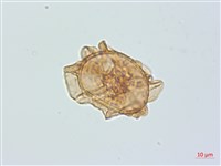 假腸蕨藏品圖，第3張