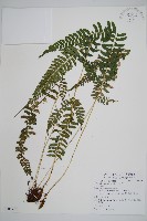 韓氏耳蕨藏品圖，第1張