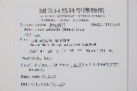 韓氏耳蕨藏品圖，第2張