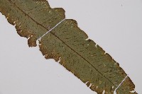 假腸蕨藏品圖，第3張