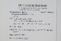 生根卷柏藏品圖，第2張