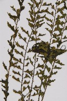 鱗柄鐵角蕨藏品圖，第4張