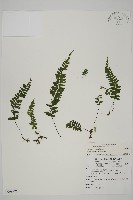 複齒鐵角蕨藏品圖，第1張