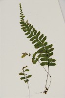 複齒鐵角蕨藏品圖，第6張