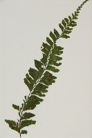 複齒鐵角蕨藏品圖，第7張