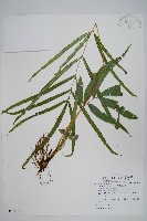 大葉鳳尾蕨藏品圖，第1張