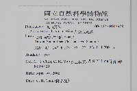 大葉鳳尾蕨藏品圖，第2張