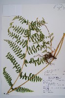 姬蕨藏品圖，第1張