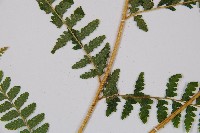 姬蕨藏品圖，第3張