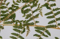 姬蕨藏品圖，第5張