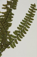 生芽鐵角蕨藏品圖，第3張