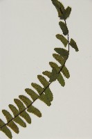 生芽鐵角蕨藏品圖，第5張