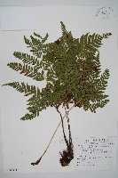 臺灣鱗毛蕨藏品圖，第1張