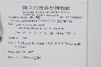臺灣鱗毛蕨藏品圖，第2張