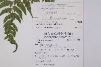 紅柄蹄蓋蕨藏品圖，第2張