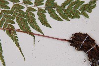 紅柄蹄蓋蕨藏品圖，第3張