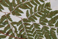 紅柄蹄蓋蕨藏品圖，第4張