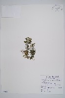 長柄千層塔藏品圖，第1張