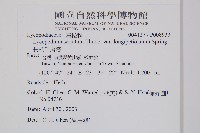 長柄千層塔藏品圖，第2張