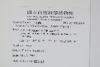 全緣卷柏藏品圖，第2張