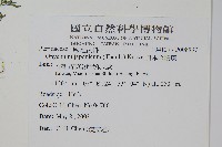 日本金粉蕨藏品圖，第2張