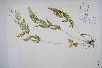 烏蕨藏品圖，第1張