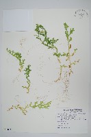 疏葉卷柏藏品圖，第1張