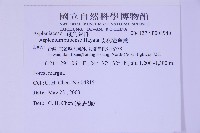 威氏鐵角蕨藏品圖，第2張