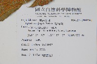 雙扇蕨藏品圖，第2張