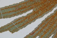 雙扇蕨藏品圖，第4張