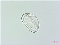 雙扇蕨藏品圖，第2張