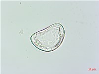 雙扇蕨藏品圖，第3張