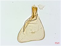 雙扇蕨藏品圖，第4張