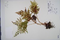 闊片烏蕨藏品圖，第1張