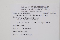 闊片烏蕨藏品圖，第2張