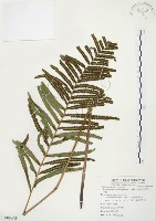 鐵毛蕨、毛蕨藏品圖，第1張