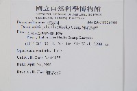 細毛碗蕨藏品圖，第2張