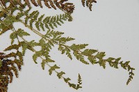 細毛碗蕨藏品圖，第3張