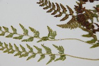 細毛碗蕨藏品圖，第5張