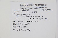 鐵角蕨藏品圖，第2張