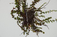 鐵角蕨藏品圖，第3張