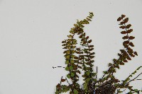 鐵角蕨藏品圖，第4張