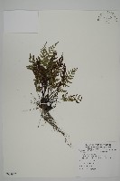 深山鐵角蕨藏品圖，第1張