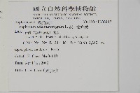 深山鐵角蕨藏品圖，第4張