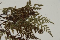 深山鐵角蕨藏品圖，第5張