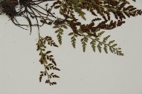 深山鐵角蕨藏品圖，第6張