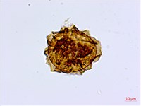 深山鐵角蕨藏品圖，第2張