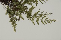 深山鐵角蕨藏品圖，第3張